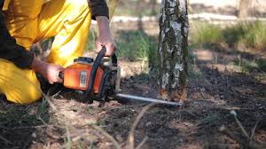 Platteville, CO Tree Services Company