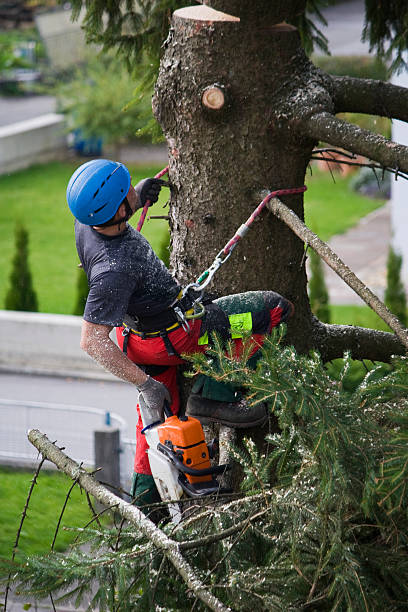 How Our Tree Care Process Works  in Platteville, CO